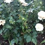 Zacisze Rostken, Wypoczynek Na Mazurach, Dom Caloroczny Z Prywatna Plaza