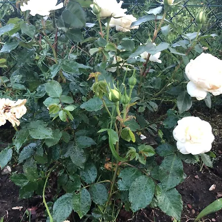 Zacisze Rostken, Wypoczynek Na Mazurach, Dom Caloroczny Z Prywatna Plaza