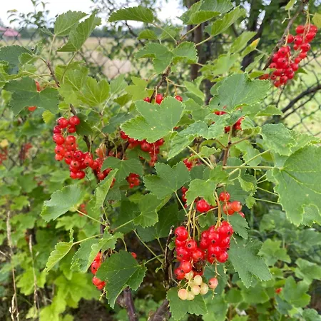 Сasa de vacaciones Zacisze Rostken, Wypoczynek Na Mazurach, Dom Caloroczny Z Prywatna Plaza *